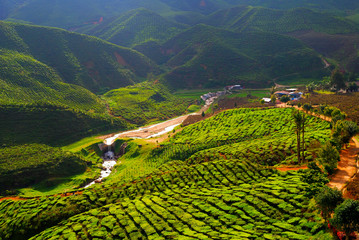 Tea field in Maleysia