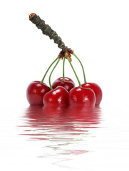 Cherry branch