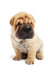 Fototapeta premium sitting sharpei puppy dog