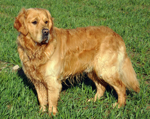 golden retriever dans un champ