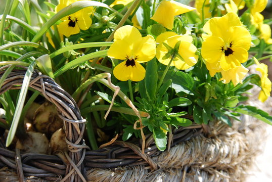 Osterkranz Blumenkranz