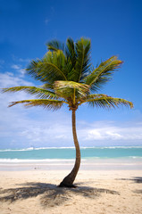 Exotic beach with palm