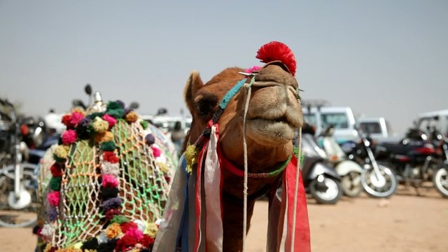 Kamel vor dem Mehrangarh Fort in Jodhpur, Indien