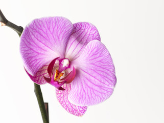 orquídea violeta en fondo blanco
