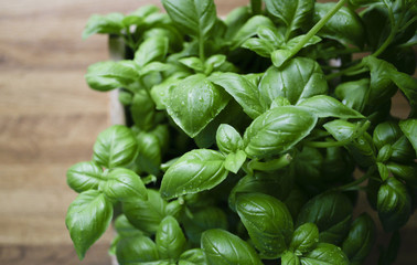 Fresh Basil