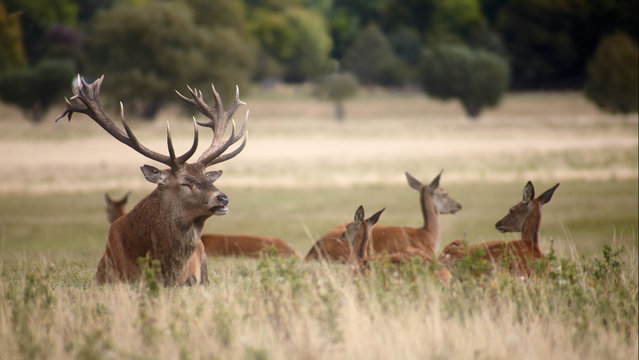 Bevy of royal deer in  oestrus time