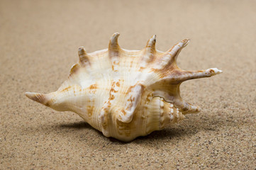 Fototapeta na wymiar Macro studio shot of beautiful sea shell on a yellow sand. copy-