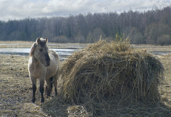 Wild horse.