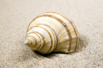 Macro studio shot of beautiful sea shell on a yellow sand. copy-