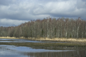 Spring, swans on the water.