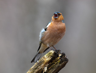 Chaffinch (Fringilla coelebs), male