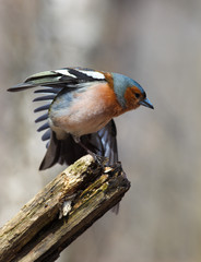 Chaffinch (Fringilla coelebs), male