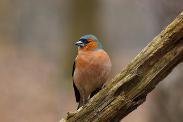 Chaffinch (Fringilla coelebs), male