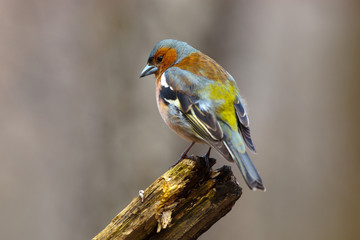 Chaffinch (Fringilla coelebs), male