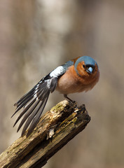 Chaffinch (Fringilla coelebs), male