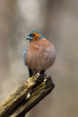 Chaffinch (Fringilla coelebs), male