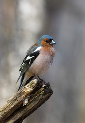 Chaffinch (Fringilla coelebs), male