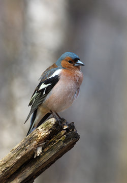 Chaffinch (Fringilla coelebs), male