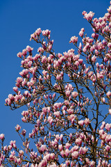 Magnolie
