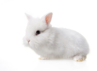 Cute baby rabbit