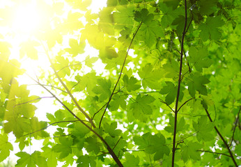 Green leaves with sun ray.