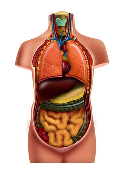 Anatom&iacute;a