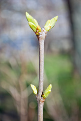 Young buds on a tree