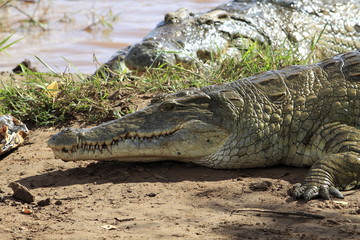 kenya coccodrilli tsavo