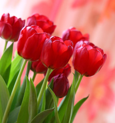 rote tulpen