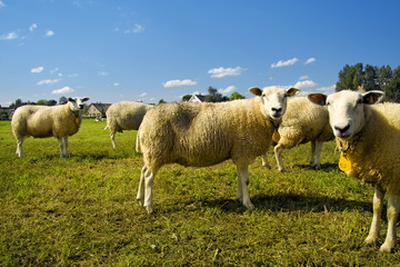 Flock of sheep standing in a field waiting