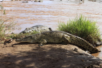 kenya coccodrilli tsavo
