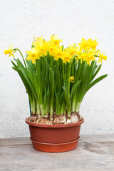 Narzissen im Frühling