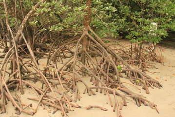 Mangrove