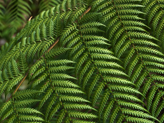 Fern