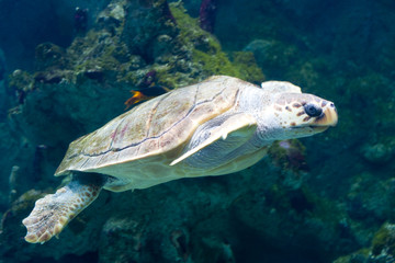 Obraz premium close up of a turtle swimming underwater