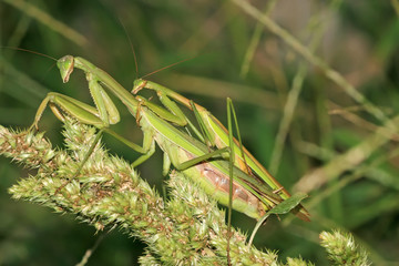 mantis