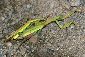 mantis