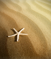 Starfish on a sand beach © Željko Radojko