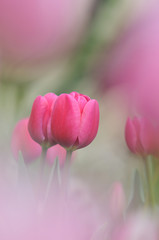 チューリップ