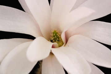 Obraz premium magnolia stellata