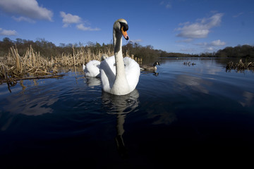 A pair of swans