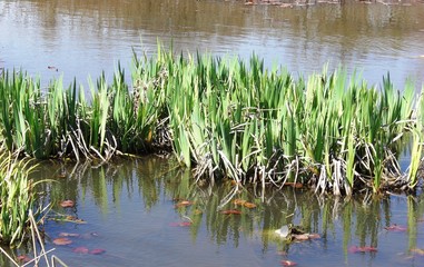 Parc floral Vincennes