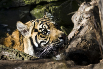 Fototapeta premium Sumatran Tiger