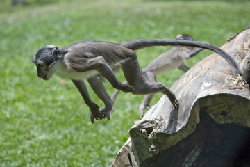 mono saltando
