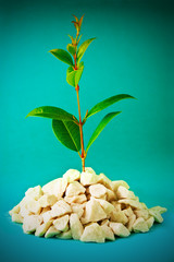 Small plant isolated on blue background