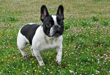 bouledogue français