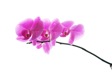 Fresh violet orchids isolated on white background