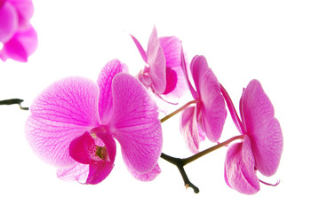 Fresh violet orchids isolated on white background