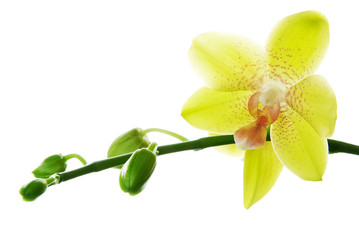 Obraz na płótnie Canvas Fresh yellow orchids isolated on white background