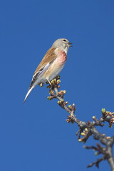 Linnet male (Carduelis cannabina) on a branch